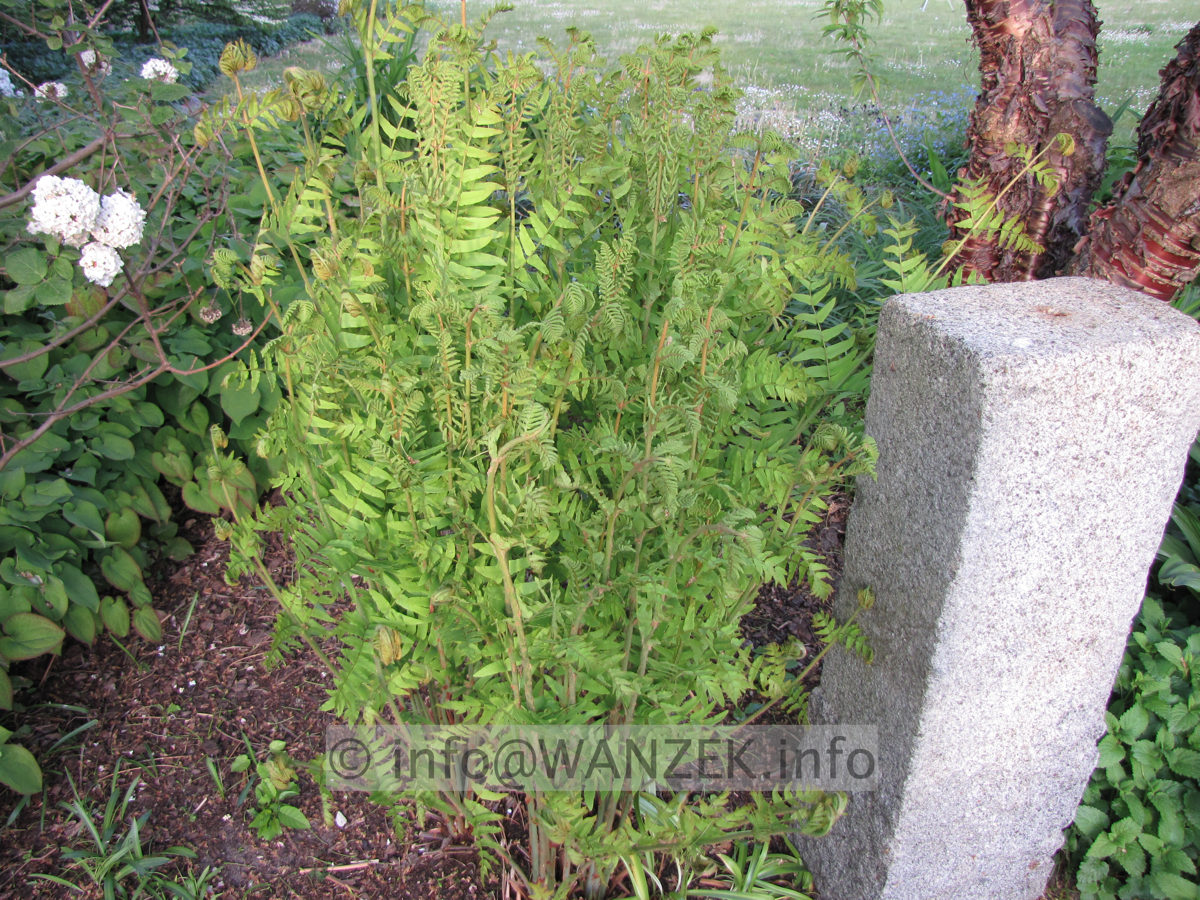 Osmunda regalis 03 Sol im Austrieb.JPG